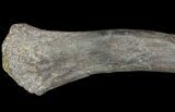 Hadrosaur (Kritosaurus) Metacarpal - Aguja Formation, Texas #76727-2